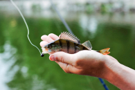 Ограничения на вылов рыбы введут в Новосибирской области в период нереста