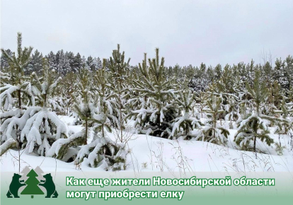 Как можно приобрести новогоднюю ёлку