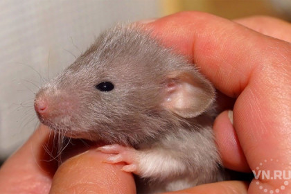 Как купить крысу в Год крысы-2020 в Новосибирске?