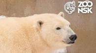 В Новосибирском зоопарке отметят Международный день полярного медведя