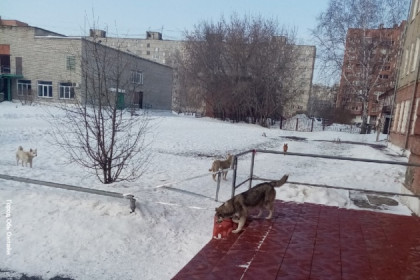 Агрессивные бродячие собаки обосновались на территории школы в городе Обь