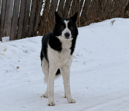 Отлов безнадзорных животных проводится в Северном