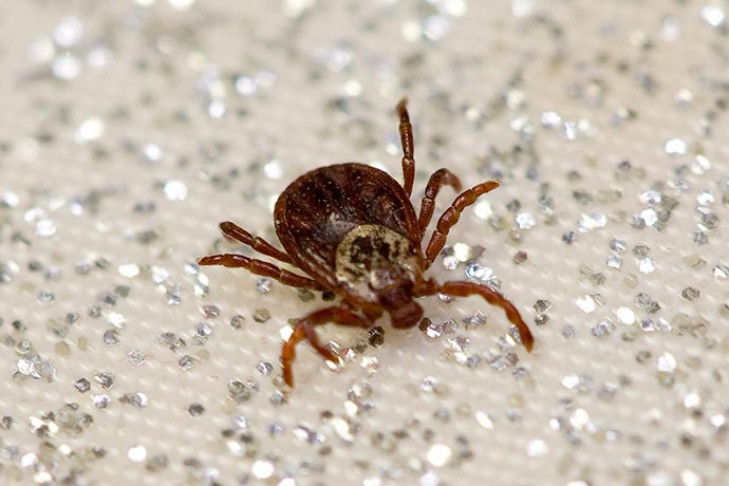 Вакцинироваться от клещевого энцефалита в октябре призвали жителей Новосибирска