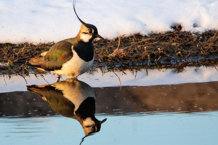 Первые чибисы прилетели в Новосибирскую область