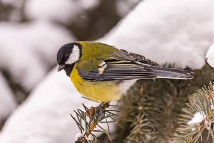 Синичкин день призвал отметить новосибирцев орнитолог Алексей Яновский