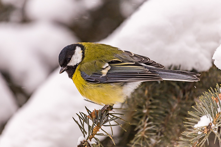 Синичкин день призвал отметить новосибирцев орнитолог Алексей Яновский