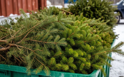 В Новосибирской области стартует акция по утилизации елки