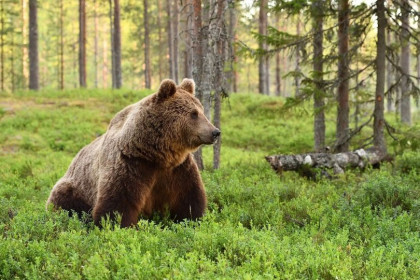 Нельзя убегать: Минприроды дало рекомендации при встрече с медведем 