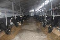 На 8-10 рублей подешевел литр молока в Новосибирской области в 2026 году