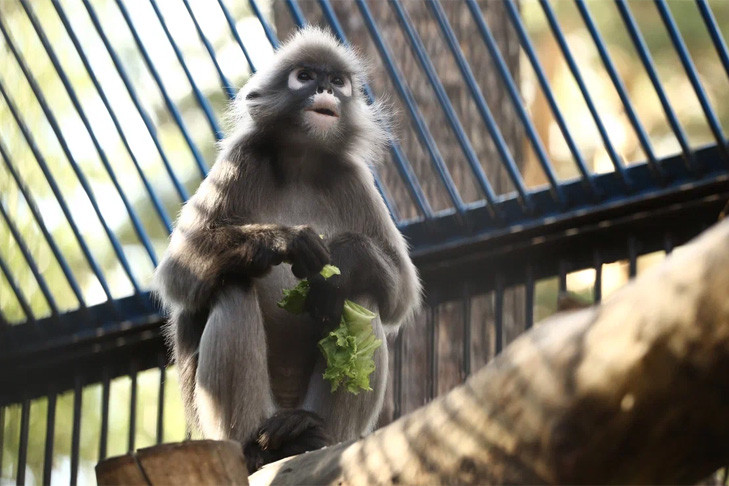 Новосибирский зоопарк перешёл на летний режим работы