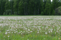Шелкопряд захватил 77 тысяч гектаров в Новосибирской области