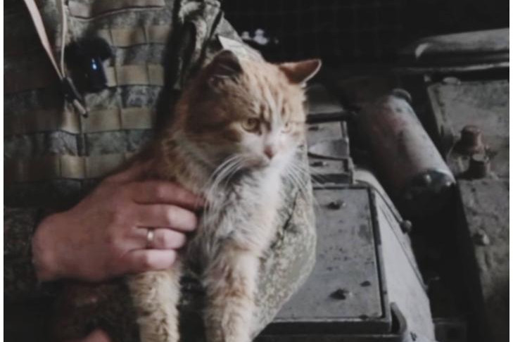 Новосибирские танкисты рассказали о подвигах кота-героя Василия