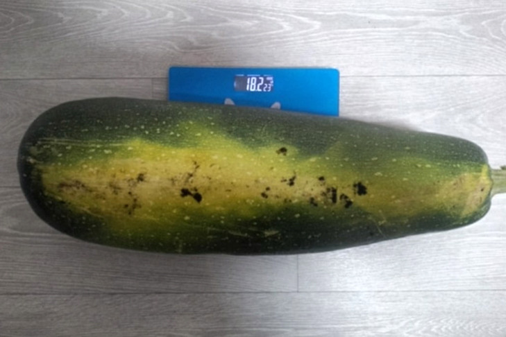 Самый большой кабачок вырастил житель Новосибирской области