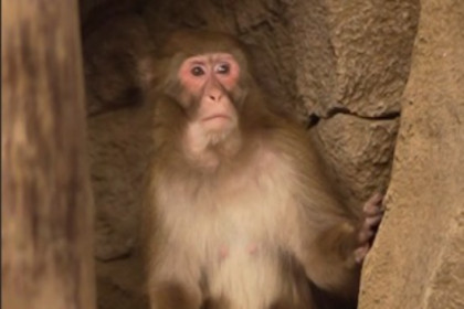 Пара японских макак проведет зиму в теплом бассейне Новосибирского зоопарка