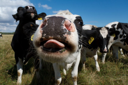 Сотни животных закупят для пострадавших фермеров под Новосибирском