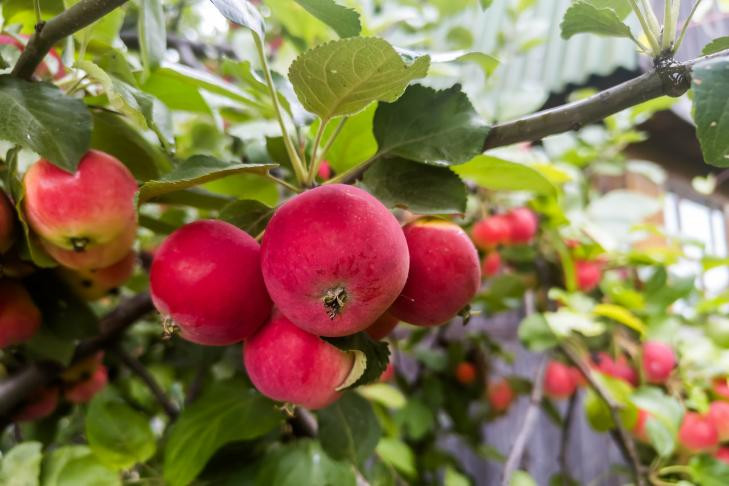 Яблочный Спас-2025: диетолог Писарева назвала безопасное количество яблок в день