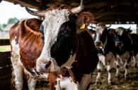 Руководитель Сибирского института животноводства прокомментировал забой скота