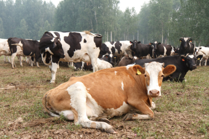 Замороженную говядину и конину будут производить в Татарском районе
