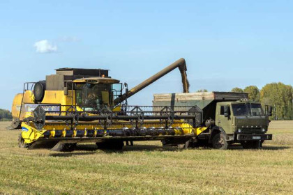 Аграрии Новосибирской области планируют убрать зерновых на четверть выше потребностей региона