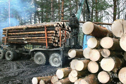 Когда запустят новые лесоперерабатывающие заводы в Кыштовке и Северном