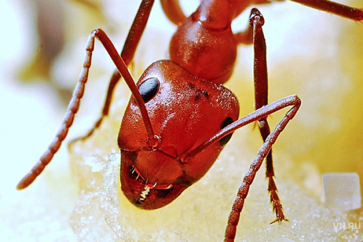Ученые НГУ научились говорить с муравьями