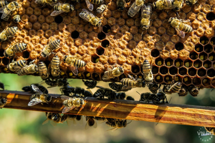 Рецидива с гибелью пчел опасаются пасечники Черепановского района
