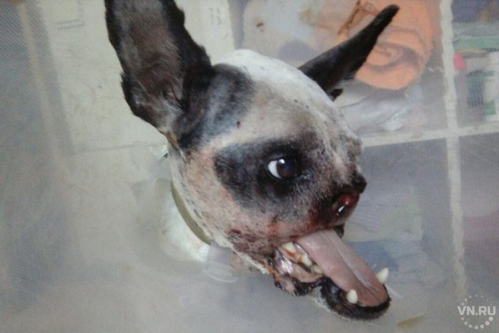 Врачи ампутировали челюсть бездомной собаке в Новосибирске 