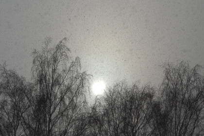 Трое мужчин заблудились в Бугринской роще и едва не погибли