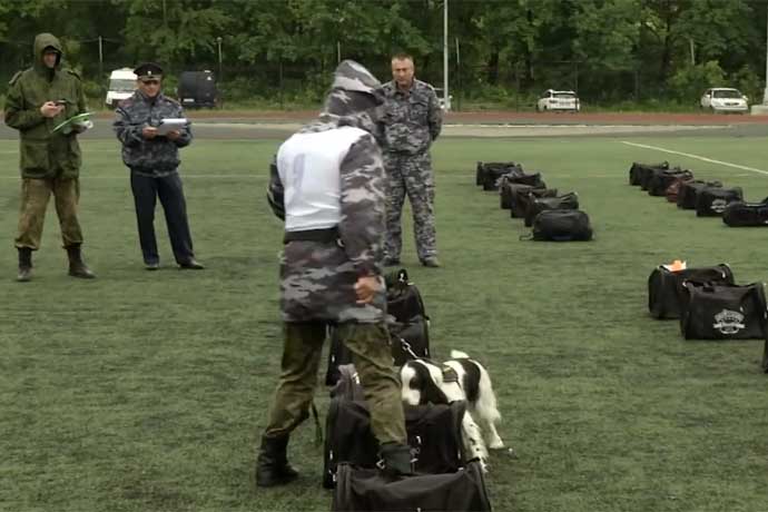 Верховой езде обучают служебных собак в Новосибирске