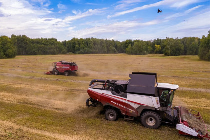 Почти три млн тонн зерна намолотили новосибирские аграрии
