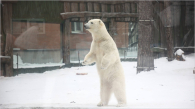 В Новосибирском зоопарке построят «Северный полюс»