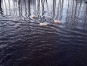 На дорогах Новосибирской области ликвидировано пять переливов воды