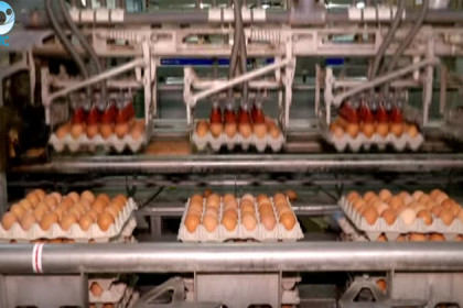 300 миллионов яиц в год выпускает Евсинская птицефабрика 