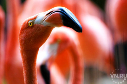 Три мелких фламинго обманывают сородичей в Новосибирском зоопарке