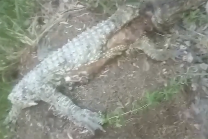 Труп крокодила обнаружили сибиряки на окраине рабочего поселка Сузун