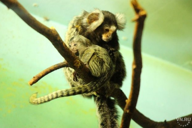 Новосибирские обезьяны поставили рекорд в Калининградском зоопарке