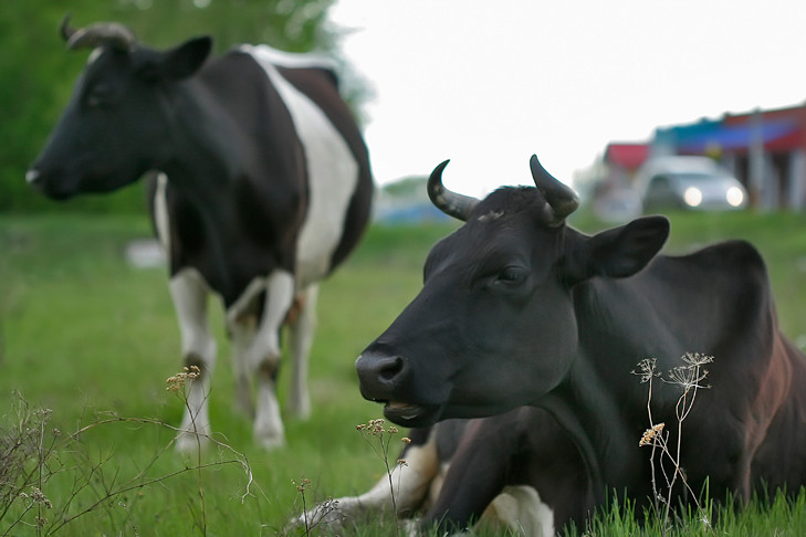 Новосибирская область получила новый статус по инфекции «ящур»