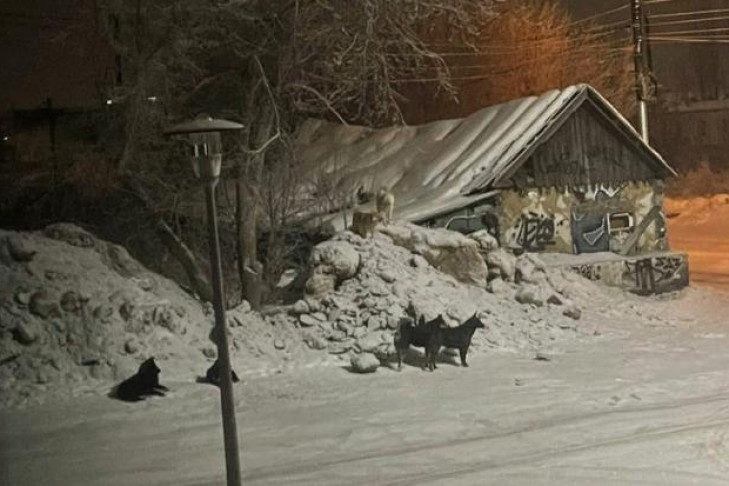 Стая огромных собак держит в страхе детей улицы Шевченко в Новосибирске