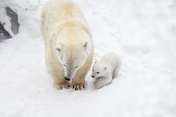 В Новосибирском зоопарке пополнение: у белых медведей Кая и Герды родился малыш