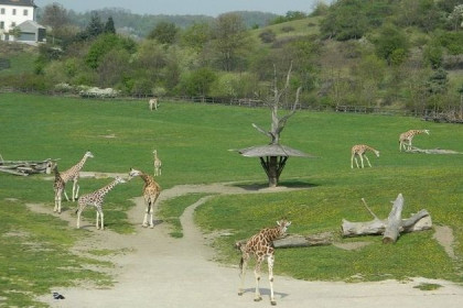 Жирафов из зоопарка Двур-Кралове хотят привезти в Новосибирск