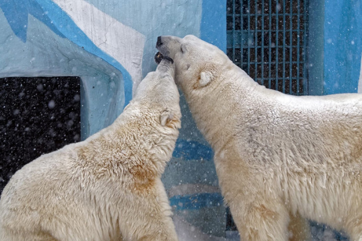 Бассейн Кая и Герды наполнили водой в Новосибирском зоопарке   