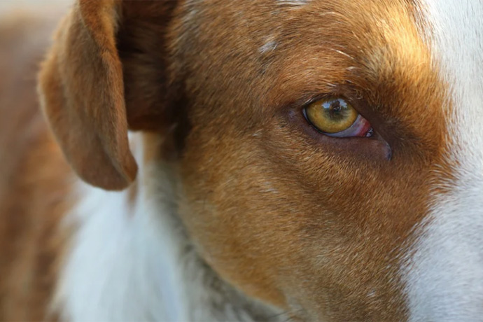 Суд взыскал 250 тысяч с собаковода за нападение на ребенка в Бердске