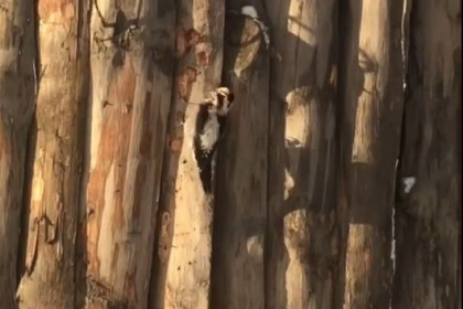 Редкий дятел нарушил покой обитателей Новосибирского зоопарка