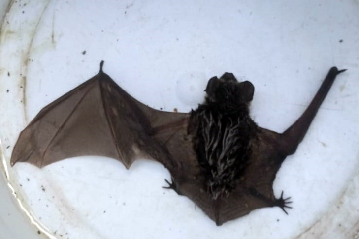 Редкое мифическое создание поселилось под Новосибирском