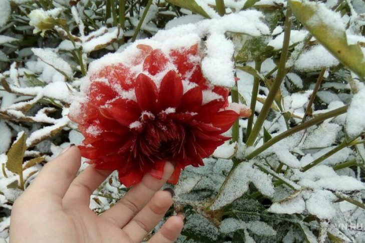 Первым снегом занесло Новосибирскую область
