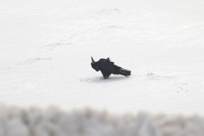 Грачи и скворцы прилетели гнездиться в районы Новосибирской области