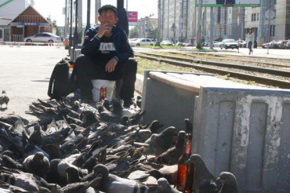 Запретить кормить голубей призывают активисты Академгородка