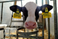 Новосибирский Минсельхоз опроверг слухи о вспышках ящура