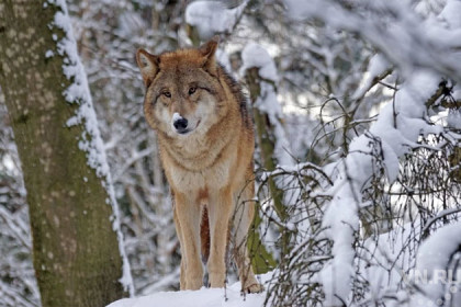 Тысячу волков уничтожила семья в Новосибирской области