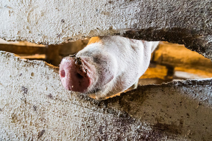 Причину неприятного запаха на улицах Новосибирска объяснила мэрия